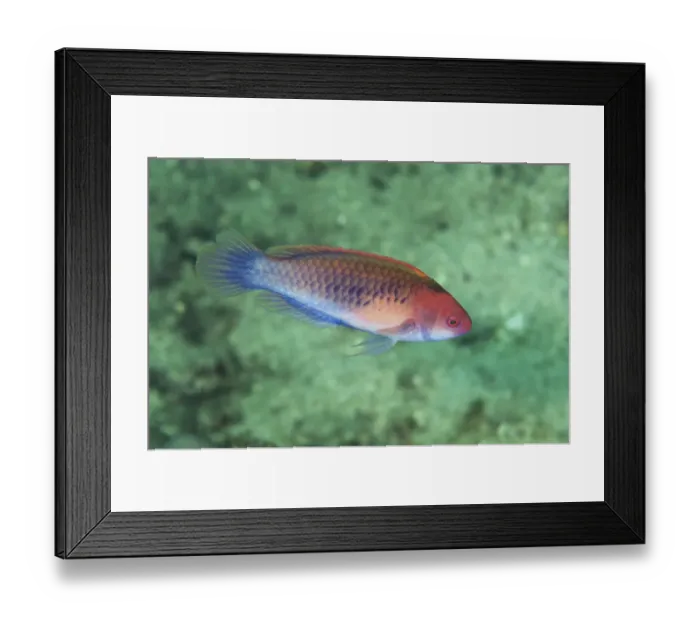 Framed Print : Blue-sided Wrasse (Cirrhilabrus cyanopleura) adult, swimming, Lembeh Straits, Sulawesi, Greater Sunda Islands Framed Print : Blue-sided Wrasse (Cirrhilabrus cyanopleura) adult, swimming, Lembeh Straits, Sulawesi, Greater Sunda Islands