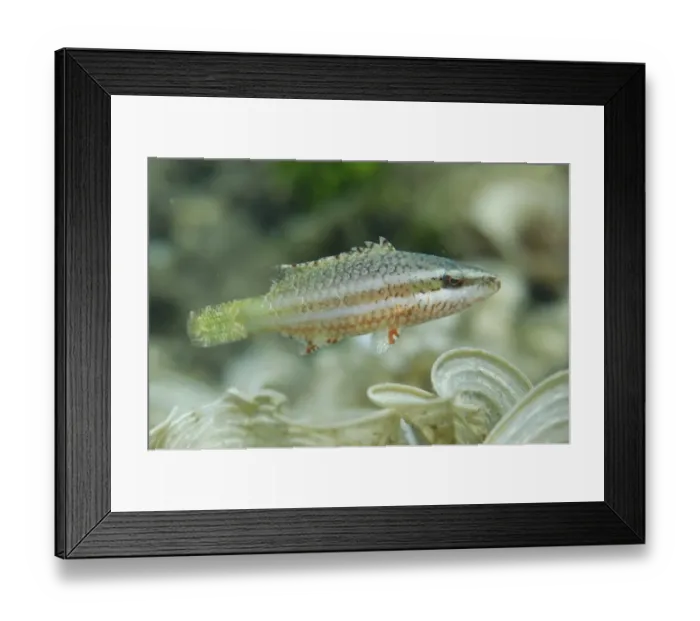 Framed Print : Cheek-lined Wrasse (Oxycheilinus digramma) juvenile, swimming, Lembeh Straits, Sulawesi, Greater Sunda Islands Framed Print : Cheek-lined Wrasse (Oxycheilinus digramma) juvenile, swimming, Lembeh Straits, Sulawesi, Greater Sunda Islands