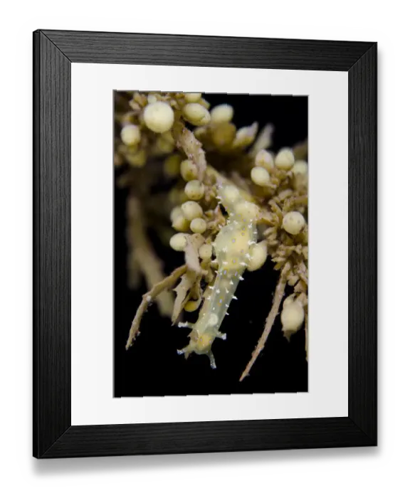 Framed Print : Long-tailed Sea-hare (Stylocheilus longicauda) adult, at night, Lembeh Straits, Sulawesi, Greater Sunda Islands Framed Print : Long-tailed Sea-hare (Stylocheilus longicauda) adult, at night, Lembeh Straits, Sulawesi, Greater Sunda Islands