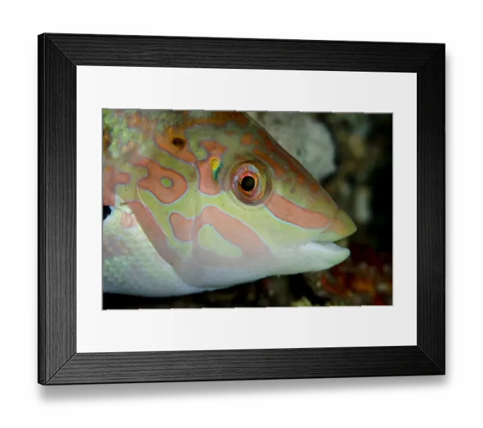 Framed Print : Batu Coris Wrasse (Coris batuensis) adult, close-up of head, Lembeh Straits, Sulawesi, Greater Sunda Islands Framed Print : Batu Coris Wrasse (Coris batuensis) adult, close-up of head, Lembeh Straits, Sulawesi, Greater Sunda Islands