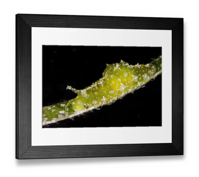 Framed Print : Ramose Sea-hare (Petalifera ramosa) adult, resting on seagrass at night, Lembeh Straits, Sulawesi Framed Print : Ramose Sea-hare (Petalifera ramosa) adult, resting on seagrass at night, Lembeh Straits, Sulawesi