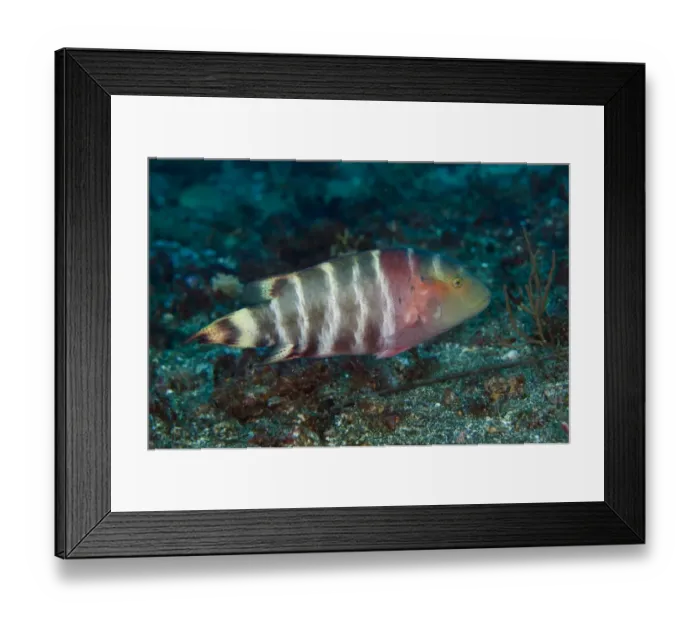 Framed Print : Red-breasted Wrasse (Cheilinus fasciatus) adult, swimming, Lembeh Straits, Sulawesi, Greater Sunda Islands, Indonesia Framed Print : Red-breasted Wrasse (Cheilinus fasciatus) adult, swimming, Lembeh Straits, Sulawesi, Greater Sunda Islands, Indonesia