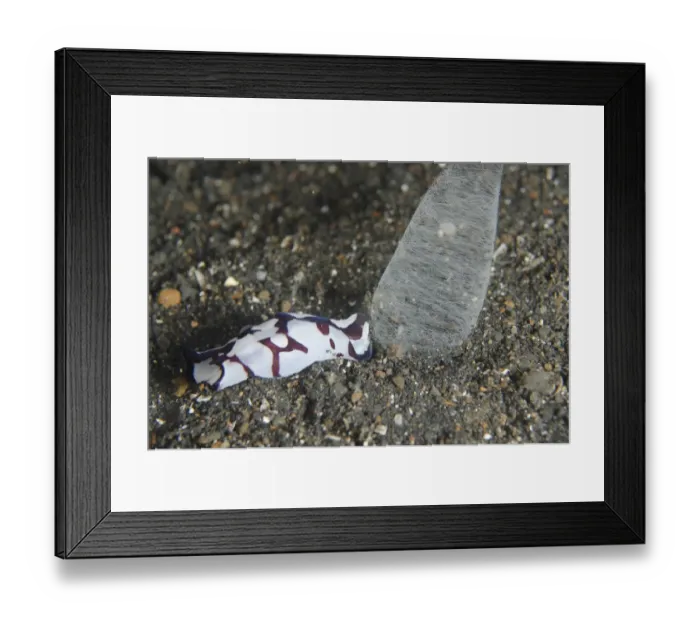 Framed Print : Pilsbrys Headshield Slug (Philinopsis pilsbryi) adult, with egg mass, at night, Lembeh Straits, Sulawesi Framed Print : Pilsbrys Headshield Slug (Philinopsis pilsbryi) adult, with egg mass, at night, Lembeh Straits, Sulawesi
