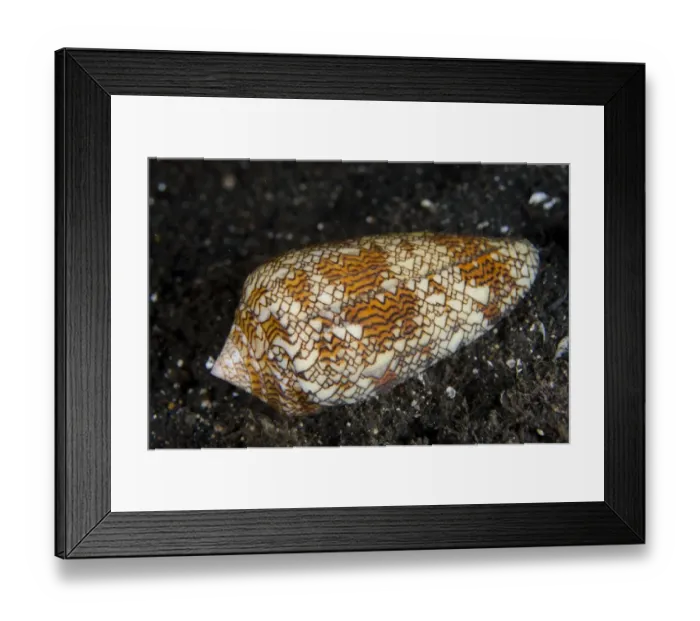 Framed Print : Geography Cone Shell (Conus geographus) adult, on black sand at night, Lembeh Straits, Sulawesi, Greater Sunda Islands Framed Print : Geography Cone Shell (Conus geographus) adult, on black sand at night, Lembeh Straits, Sulawesi, Greater Sunda Islands