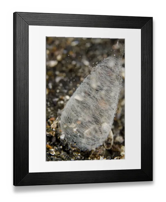 Framed Print : Pilsbrys Headshield Slug (Philinopsis pilsbryi) egg mass, at night, Lembeh Straits, Sulawesi, Greater Sunda Islands