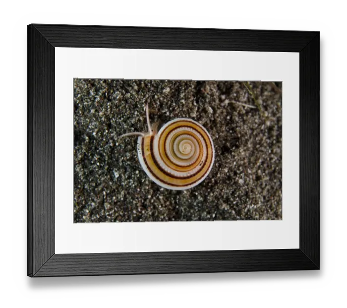 Framed Print : Clear Sundial Shell (Architectonica perspectiva) adult, on black sand, Lembeh Straits, Sulawesi, Greater Sunda Islands Framed Print : Clear Sundial Shell (Architectonica perspectiva) adult, on black sand, Lembeh Straits, Sulawesi, Greater Sunda Islands