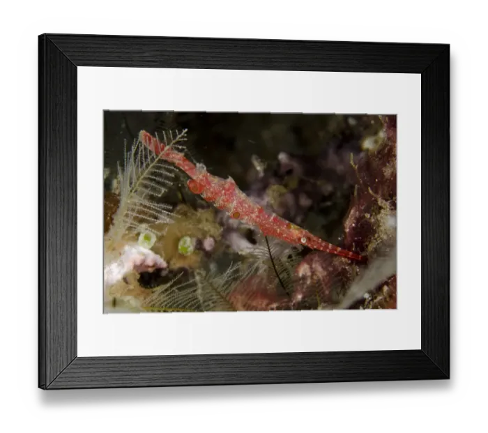 Framed Print : Ocellated Tozeuma Shrimp (Tozeuma lanceolatum) adult, beside coral at night, Lembeh Straits, Sulawesi Framed Print : Ocellated Tozeuma Shrimp (Tozeuma lanceolatum) adult, beside coral at night, Lembeh Straits, Sulawesi