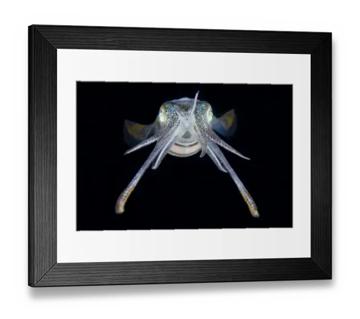 Framed Print : Bigfin Reef Squid (Sepioteuthis lessoniana) adult, at night, Lembeh Straits, Sulawesi, Greater Sunda Islands Framed Print : Bigfin Reef Squid (Sepioteuthis lessoniana) adult, at night, Lembeh Straits, Sulawesi, Greater Sunda Islands