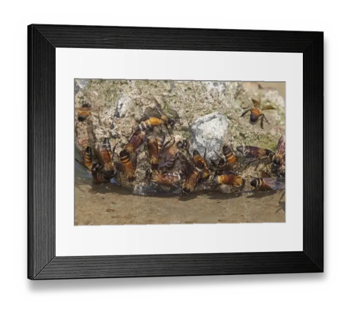 Framed Print : Asian Honey Bee (Apis cerana) adults, group drinking, Sundarbans, Ganges Delta, West Bengal, India, March Framed Print : Asian Honey Bee (Apis cerana) adults, group drinking, Sundarbans, Ganges Delta, West Bengal, India, March