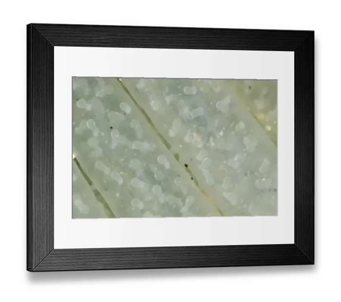 Framed Print : Bigfin Reef Squid (Sepioteuthis lessoniana) close-up of eggs, Lembeh Straits, Sulawesi, Greater Sunda Islands Framed Print : Bigfin Reef Squid (Sepioteuthis lessoniana) close-up of eggs, Lembeh Straits, Sulawesi, Greater Sunda Islands