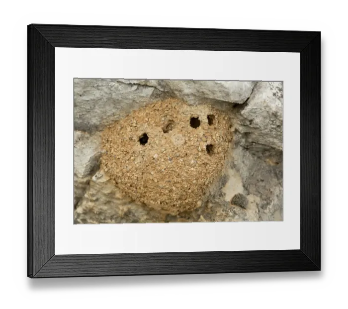 Framed Print : Mason Bee (Chalicodoma parietina) mud nests, attached to wall, Greece, April