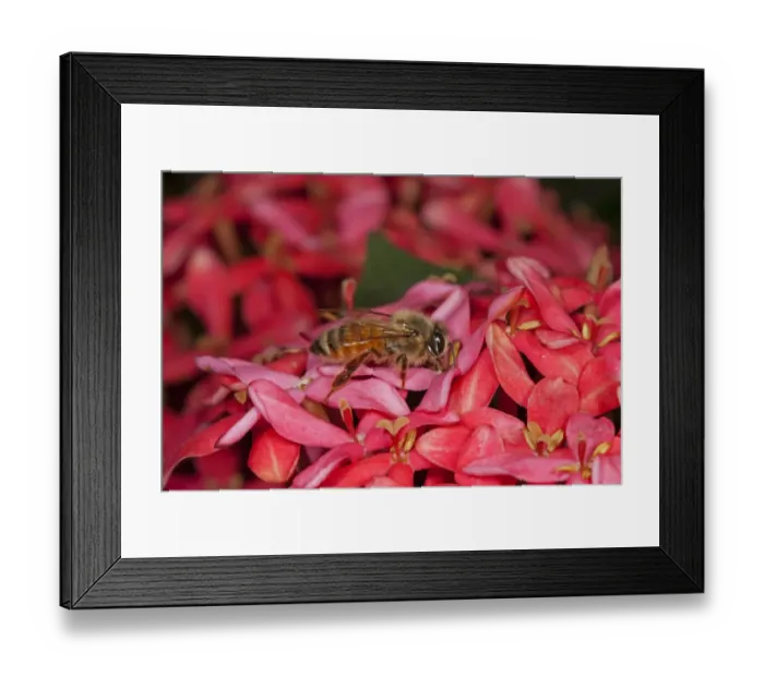 Framed Print : Asian Honey Bee (Apis cerana) adult female, worker feeding on flowers, Sundarbans, Ganges Delta, West Bengal, India Framed Print : Asian Honey Bee (Apis cerana) adult female, worker feeding on flowers, Sundarbans, Ganges Delta, West Bengal, India