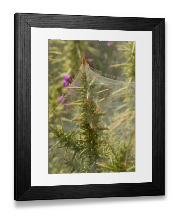 Framed Print : Gorse Spider Mite (Tetranychus lintearius) mass in protective silk web on gorse, Dartmoor, Devon, England, July Framed Print : Gorse Spider Mite (Tetranychus lintearius) mass in protective silk web on gorse, Dartmoor, Devon, England, July