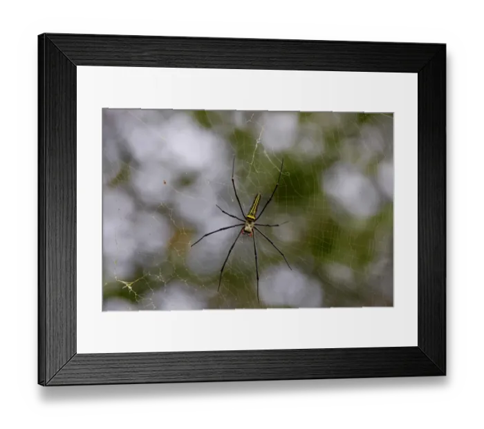 Framed Print : Giant Wood Spider (Nephila maculata) adult female, on web in lowland rainforest, Sinaraja Forest Reserve, Sri Lanka Framed Print : Giant Wood Spider (Nephila maculata) adult female, on web in lowland rainforest, Sinaraja Forest Reserve, Sri Lanka