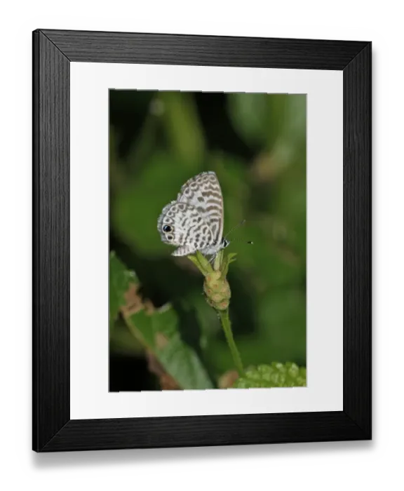 Framed Print : Cassius Blue (Leptotes cassius theonus) adult, resting on flowerhead, Linstead, Jamaica, December Framed Print : Cassius Blue (Leptotes cassius theonus) adult, resting on flowerhead, Linstead, Jamaica, December