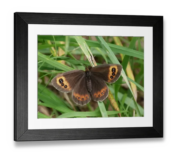 Framed Print : Scotch Argus (Erebia aethiops) adult female, resting on grass, France, July Framed Print : Scotch Argus (Erebia aethiops) adult female, resting on grass, France, July