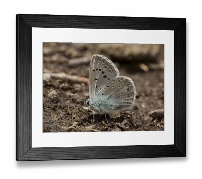 Framed Print : Zephyr Blue (Plebejus pylaon) adult male, slightly faded, mud-puddling, drinking minerals from damp ground