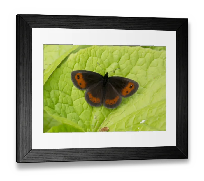 Framed Print : Scotch Argus (Erebia aethiops) adult, basking on leaf, Pontic Mountains, Anatolia, Turkey, July Framed Print : Scotch Argus (Erebia aethiops) adult, basking on leaf, Pontic Mountains, Anatolia, Turkey, July