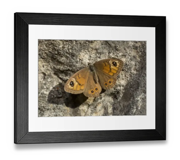 Framed Print : Large Wall Brown (Lasiommata maera) adult male, basking on warm rockface, French Alps, France, September Framed Print : Large Wall Brown (Lasiommata maera) adult male, basking on warm rockface, French Alps, France, September