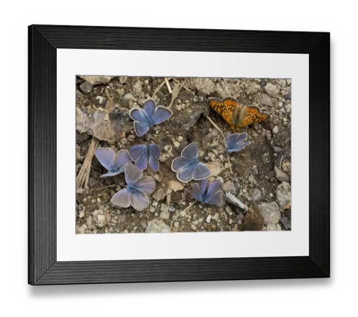 Framed Print : Pontic Blue (Polyommatus coelestina) adult, and Marsh Fritillary (Euphydryas aurinia) adult, mud-puddling Framed Print : Pontic Blue (Polyommatus coelestina) adult, and Marsh Fritillary (Euphydryas aurinia) adult, mud-puddling