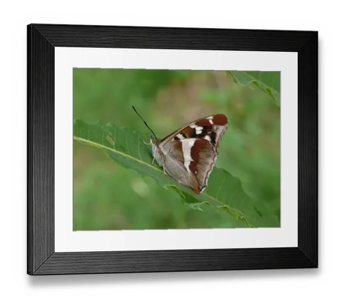 Framed Print : Purple Emperor (Apatura iris) adult, resting on Sweet Chestnut (Castanea sativa) leaf, Cannobina Valley, Italian Alps Framed Print : Purple Emperor (Apatura iris) adult, resting on Sweet Chestnut (Castanea sativa) leaf, Cannobina Valley, Italian Alps