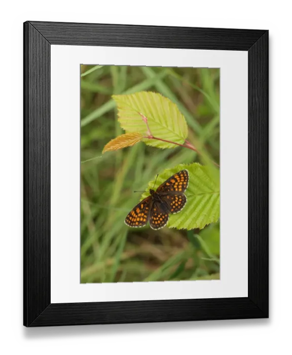 Framed Print : Heath Fritillary (Melitaea athalia) adult, resting on leaf, East Blean Woods National Nature Reserve, Kent, England Framed Print : Heath Fritillary (Melitaea athalia) adult, resting on leaf, East Blean Woods National Nature Reserve, Kent, England