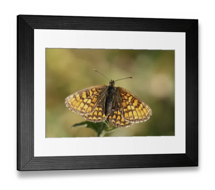 Framed Print : Heath Fritillary (Melitaea athalia) adult, resting on leaves, Little Haven Reserve, Essex, England, July Framed Print : Heath Fritillary (Melitaea athalia) adult, resting on leaves, Little Haven Reserve, Essex, England, July