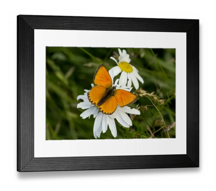 Framed Print : Scarce Copper (Lycaena virgaureae) adult male, resting on flower, at 1900m, Maritime Alps, France, August Framed Print : Scarce Copper (Lycaena virgaureae) adult male, resting on flower, at 1900m, Maritime Alps, France, August