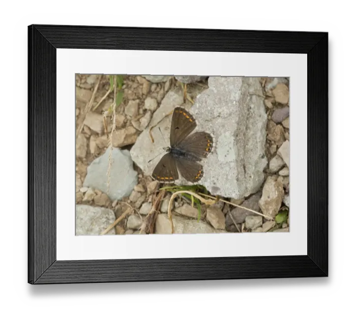 Framed Print : Blue Argus (Aricia anteros) adult female, basking on rock, at 2800m, Pontic Mountains, Anatolia, Turkey, July Framed Print : Blue Argus (Aricia anteros) adult female, basking on rock, at 2800m, Pontic Mountains, Anatolia, Turkey, July