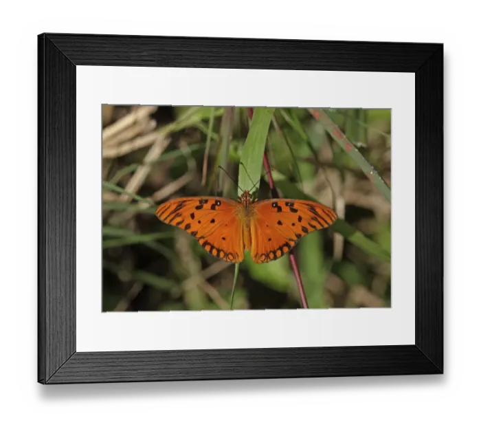 Framed Print : Gulf Fritillary (Agraulis vanillae insularis) adult, basking on grass, Linstead, Jamaica, December Framed Print : Gulf Fritillary (Agraulis vanillae insularis) adult, basking on grass, Linstead, Jamaica, December