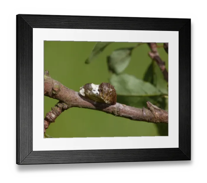 Framed Print : Black Hairstreak (Satyrium pruni) pupa, on Blackthorn (Prunus spinosa) twig, England, May Framed Print : Black Hairstreak (Satyrium pruni) pupa, on Blackthorn (Prunus spinosa) twig, England, May