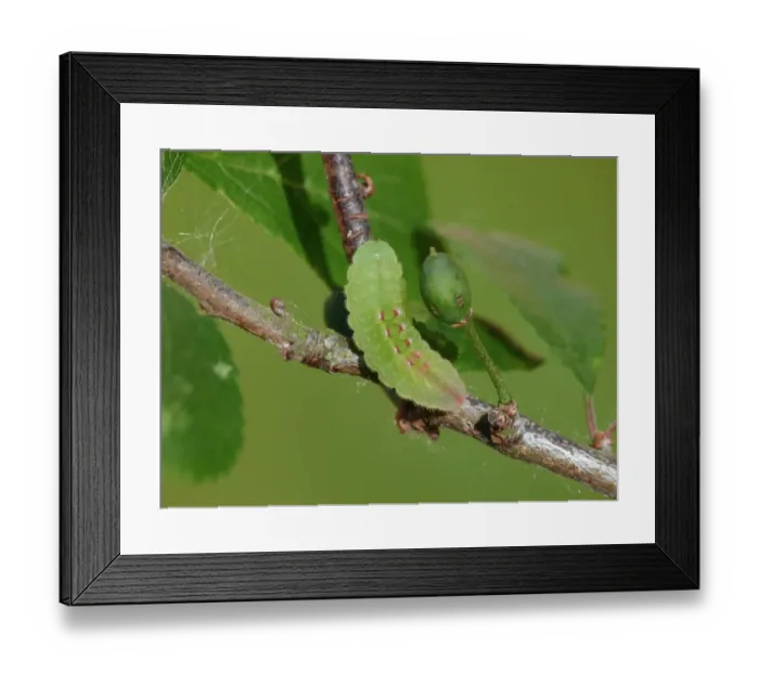 Framed Print : Black Hairstreak (Satyrium pruni) caterpillar, on Blackthorn (Prunus spinosa) larval foodplant, England, May