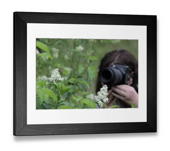 Framed Print : Black Hairstreak (Satyrium pruni) adult, feeding on Wild Privet (Ligustrum vulgare) flowers Framed Print : Black Hairstreak (Satyrium pruni) adult, feeding on Wild Privet (Ligustrum vulgare) flowers