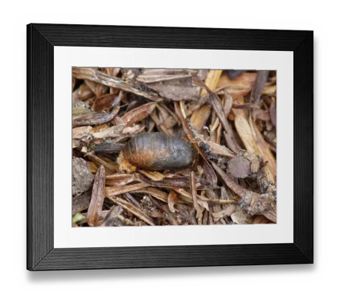 Framed Print : Brown Hairstreak (Thecla betulae) pupa, amongst leaf litter on woodland floor, Cannobina Valley, Italian Alps Framed Print : Brown Hairstreak (Thecla betulae) pupa, amongst leaf litter on woodland floor, Cannobina Valley, Italian Alps