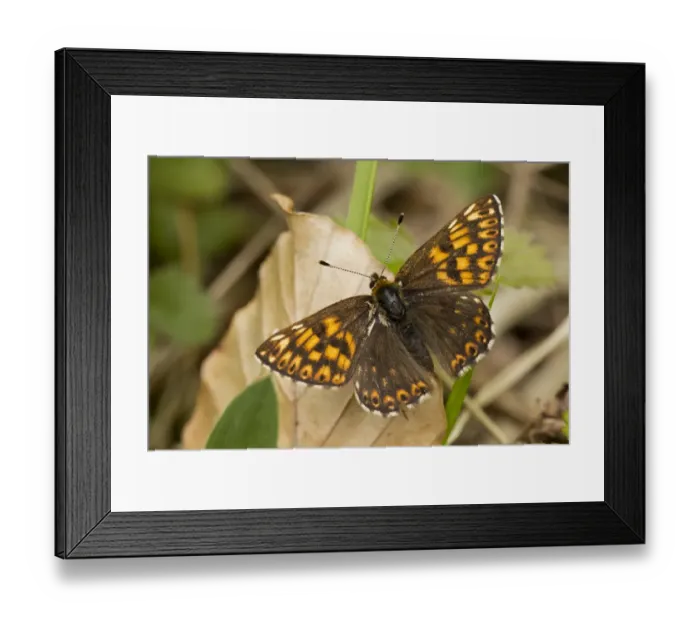 Framed Print : Duke of Burgundy (Hamearis lucina) adult male, basking on leaf, Vercors, French Alps, France, May Framed Print : Duke of Burgundy (Hamearis lucina) adult male, basking on leaf, Vercors, French Alps, France, May