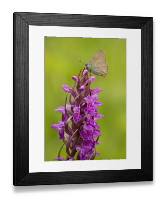 Framed Print : Green Hairstreak (Callophrys rubi) adult, resting on Early Marsh Orchid (Dactylorhiza incarnata) flowerspike Framed Print : Green Hairstreak (Callophrys rubi) adult, resting on Early Marsh Orchid (Dactylorhiza incarnata) flowerspike