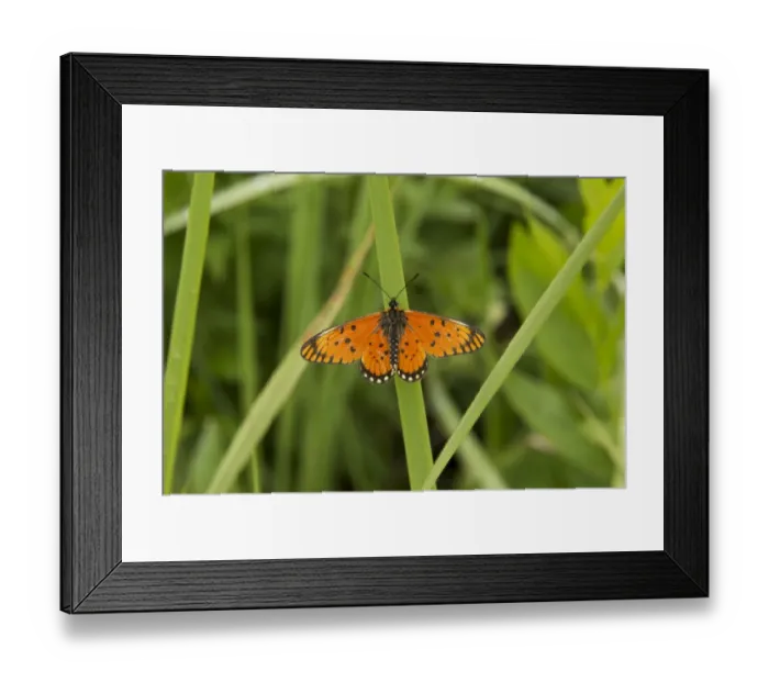 Framed Print : Large Orange Acraea (Acraea anacreon) adult, basking on leaf, Royal Natal N. P Framed Print : Large Orange Acraea (Acraea anacreon) adult, basking on leaf, Royal Natal N. P