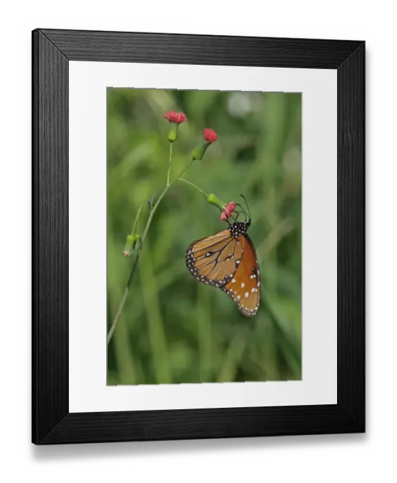 Framed Print : Queen Butterfly (Danaus gilippus jamaicensis) adult, feeding on flower, Black River, Jamaica, December Framed Print : Queen Butterfly (Danaus gilippus jamaicensis) adult, feeding on flower, Black River, Jamaica, December