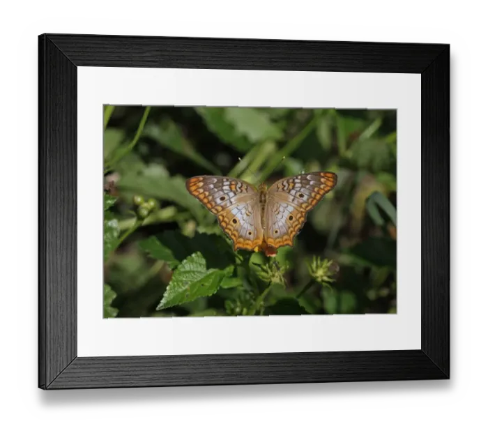 Framed Print : White Peacock (Anartia jatrophae) adult, feeding on flowers, Linstead, Jamaica, December Framed Print : White Peacock (Anartia jatrophae) adult, feeding on flowers, Linstead, Jamaica, December