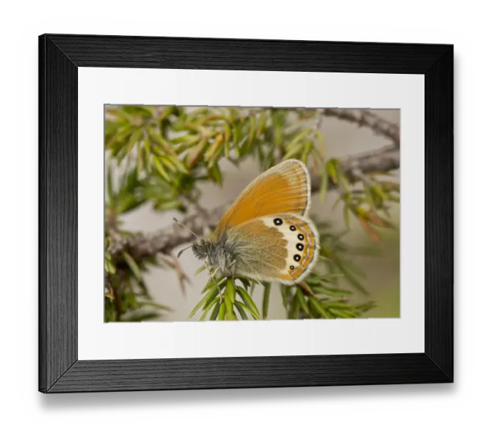 Framed Print : Alpine Heath (Coenonympha gardetta) adult, resting on juniper, Dolomites, Italian Alps, Italy, June Framed Print : Alpine Heath (Coenonympha gardetta) adult, resting on juniper, Dolomites, Italian Alps, Italy, June