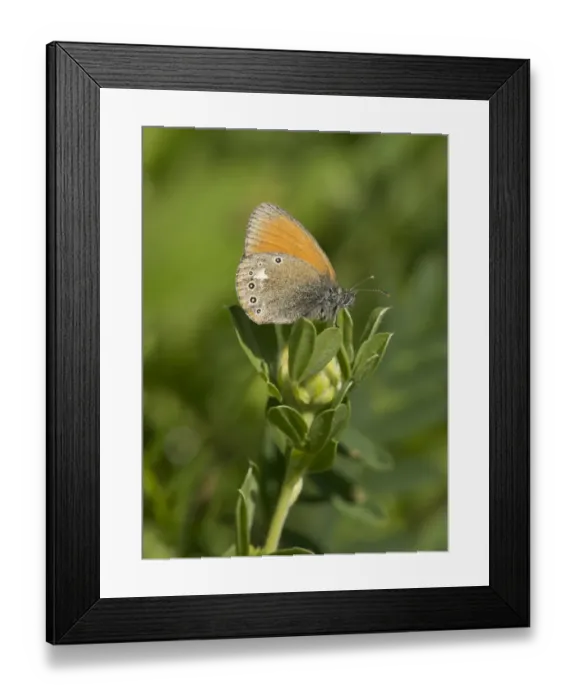 Framed Print : Chestnut Heath (Coenonympha glycerion) adult, resting on plant in grassland, Transylvania, Romania, June Framed Print : Chestnut Heath (Coenonympha glycerion) adult, resting on plant in grassland, Transylvania, Romania, June