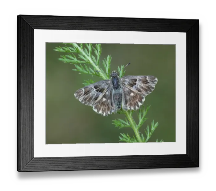 Framed Print : Tufted Marbled Skipper (Carcharodus flocciferus) adult female, resting on vegetation, Cannobina Valley, Italian Alps Framed Print : Tufted Marbled Skipper (Carcharodus flocciferus) adult female, resting on vegetation, Cannobina Valley, Italian Alps