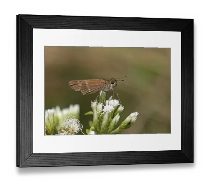 Framed Print : Watsons Cane Skipper (Panoquina sylvicola woodruffi) adult, resting on flowers, Linstead, Jamaica, December