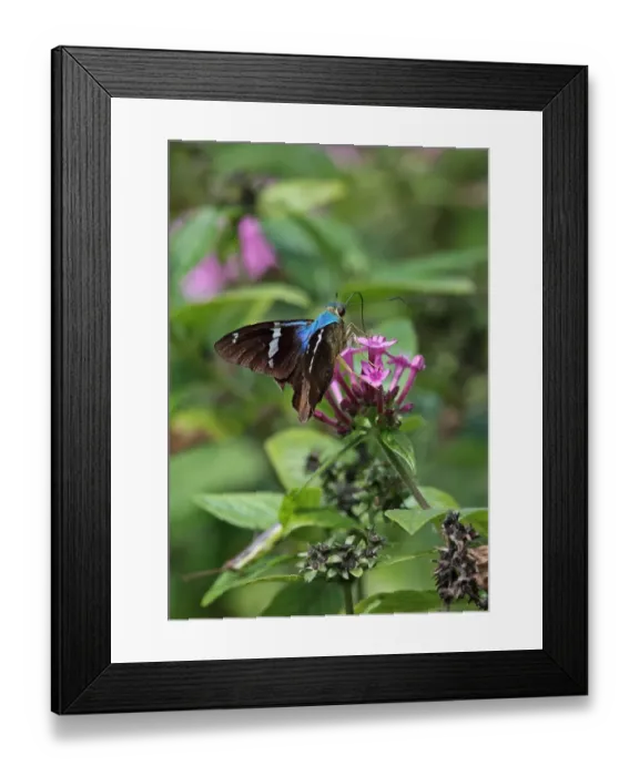 Framed Print : Two-barred Flasher (Astraptes fulgerator) adult, feeding at flowers, Canopy Tower, Panama, November Framed Print : Two-barred Flasher (Astraptes fulgerator) adult, feeding at flowers, Canopy Tower, Panama, November