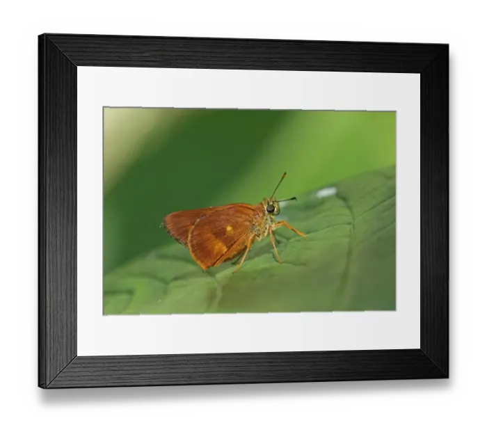 Framed Print : Schauss Skipper (Pyrrhocalles jamaicensis) adult, resting on leaf, Linstead, Jamaica, December Framed Print : Schauss Skipper (Pyrrhocalles jamaicensis) adult, resting on leaf, Linstead, Jamaica, December