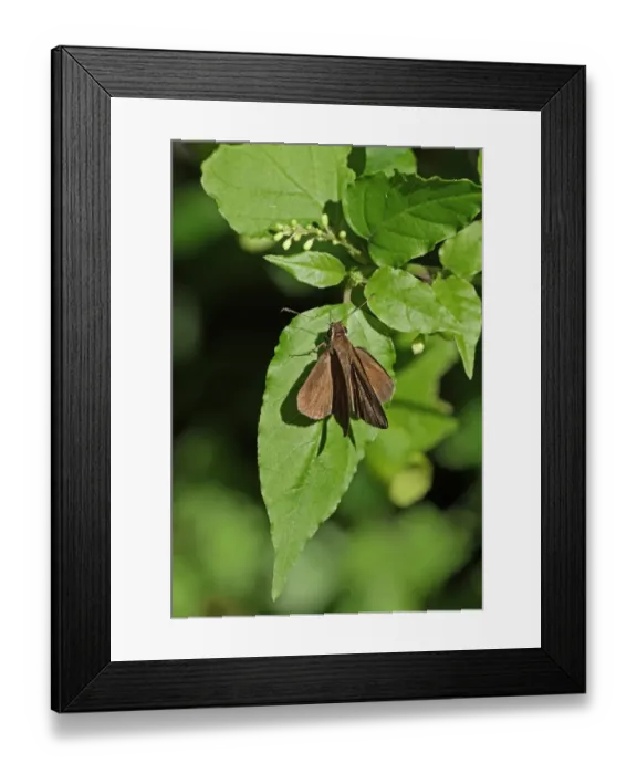 Framed Print : Malicious Skipper (Synapte malitiosa malitiosa) adult, basking on leaf, Linstead, Jamaica, December Framed Print : Malicious Skipper (Synapte malitiosa malitiosa) adult, basking on leaf, Linstead, Jamaica, December