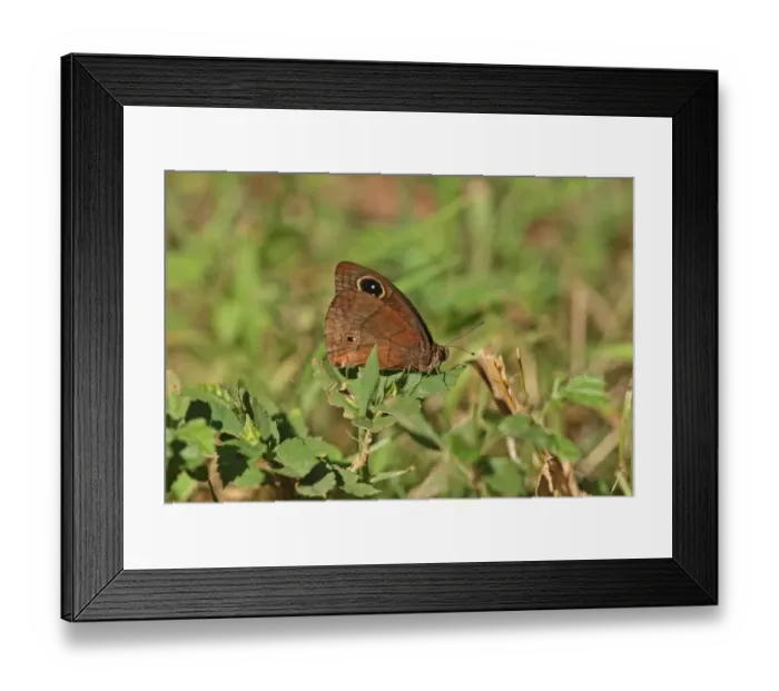 Framed Print : Jamaican Satyr (Calisto zangis) adult, resting on leaf, Linstead, Jamaica, December Framed Print : Jamaican Satyr (Calisto zangis) adult, resting on leaf, Linstead, Jamaica, December