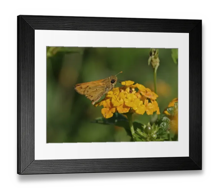 Framed Print : Fiery Skipper (Hylephila phyleus phyleus) adult, feeding on lantana flowers, Hope Gardens, Kingston, Jamaica, December