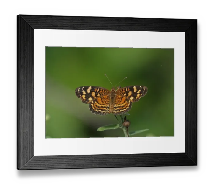 Framed Print : Cuban Crescent (Phyciodes frisia frisia) adult, resting on flowerhead, Linstead, Jamaica, December Framed Print : Cuban Crescent (Phyciodes frisia frisia) adult, resting on flowerhead, Linstead, Jamaica, December