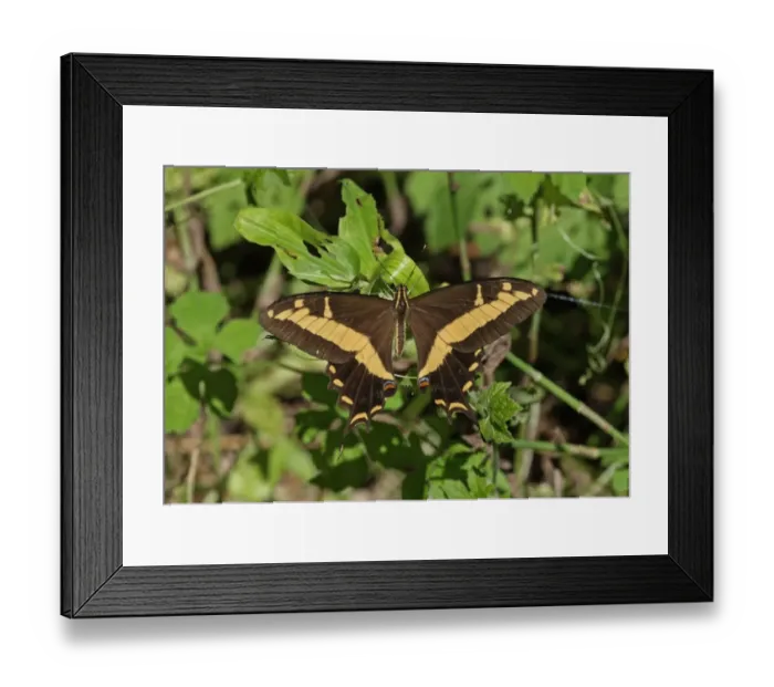 Framed Print : Bahaman Swallowtail (Papilio andraemon) adult, resting on leaves, Linstead, Jamaica, December